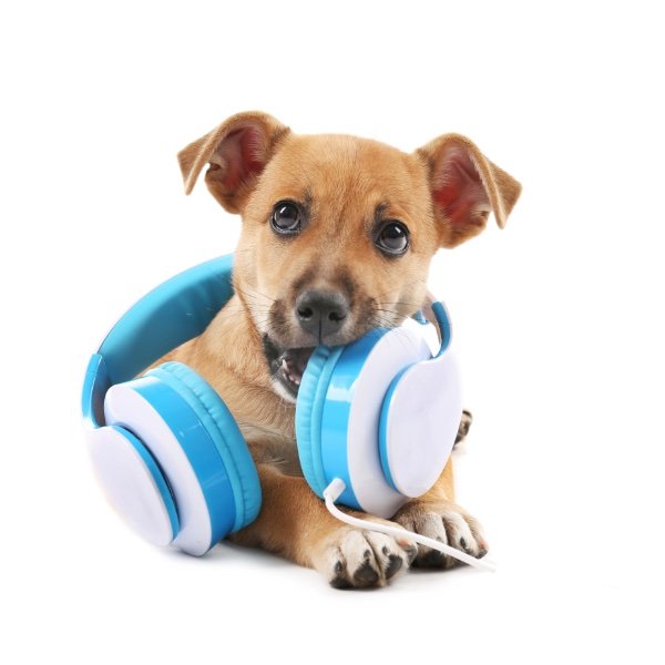 pejsek se sluchátky